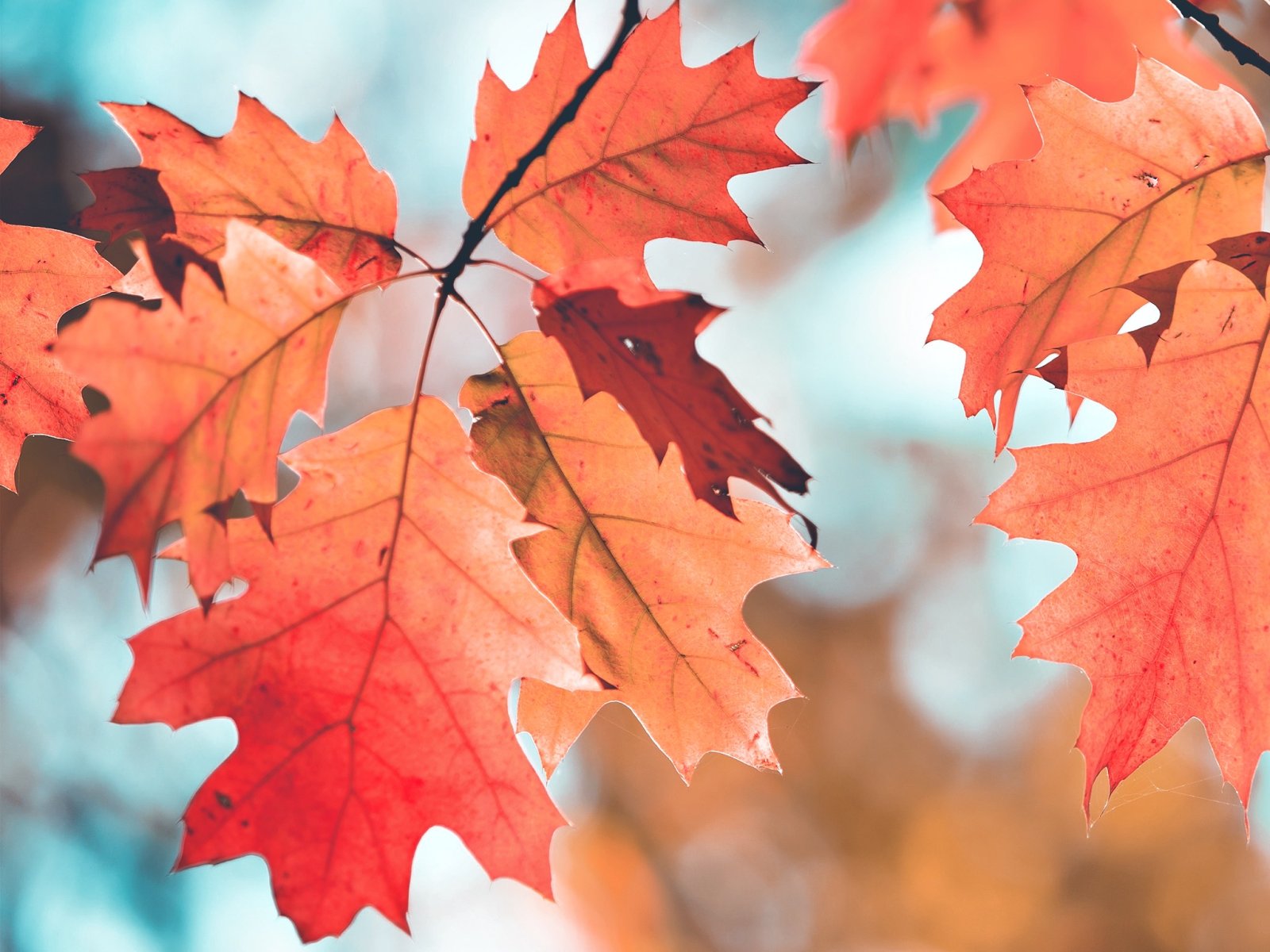 closeup nature view of dry leaves background and dark tone