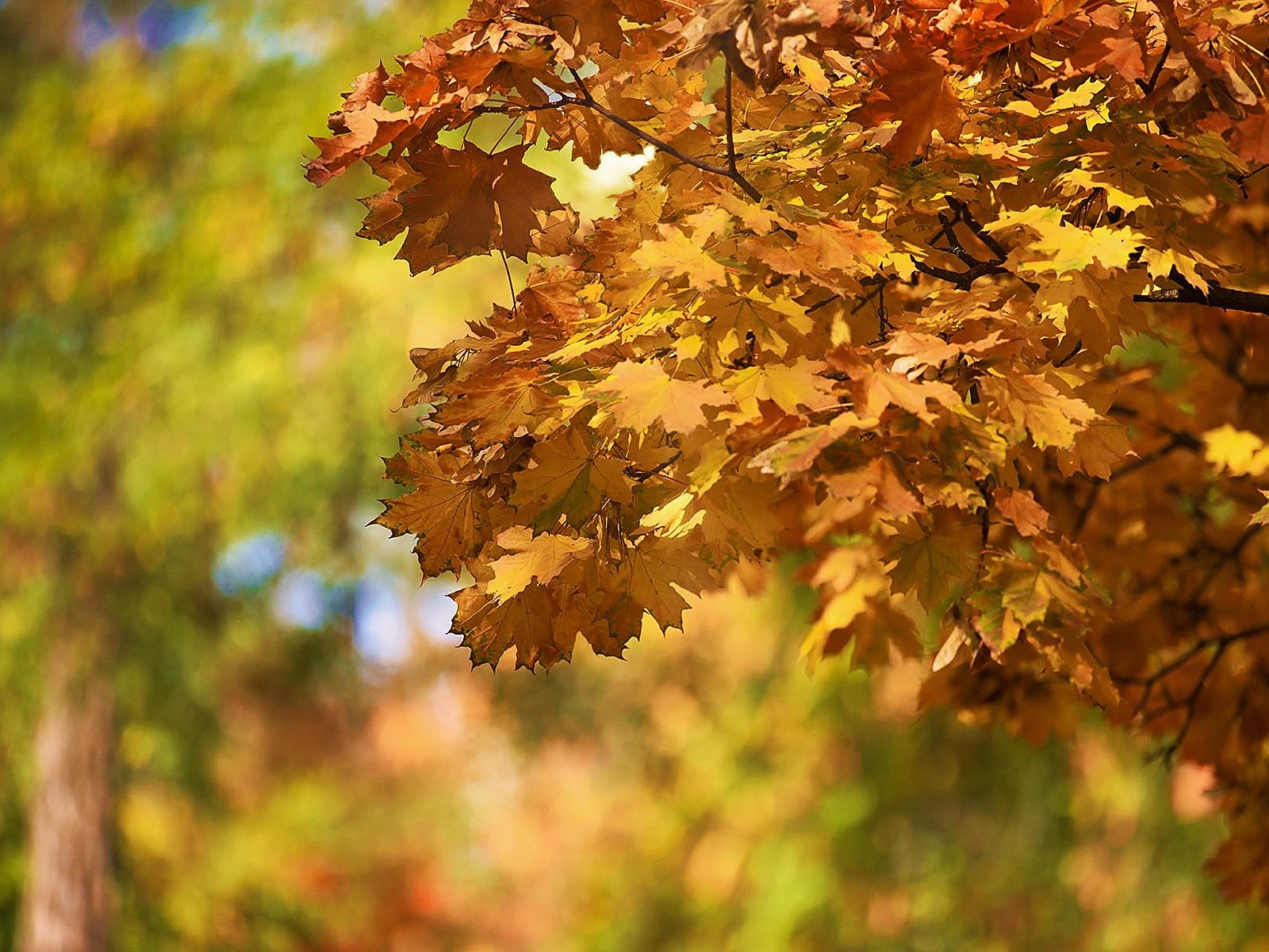 Maple branches with yellow leaves, autumn city park