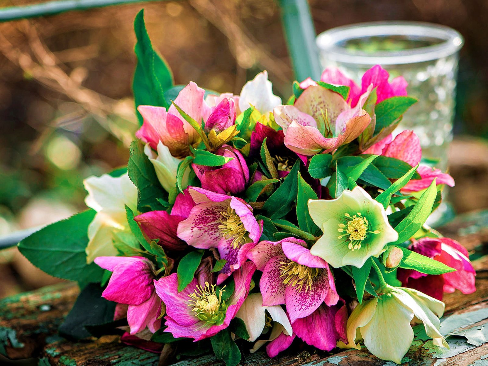 Colorful helleborus flower bouquet on a garden chair